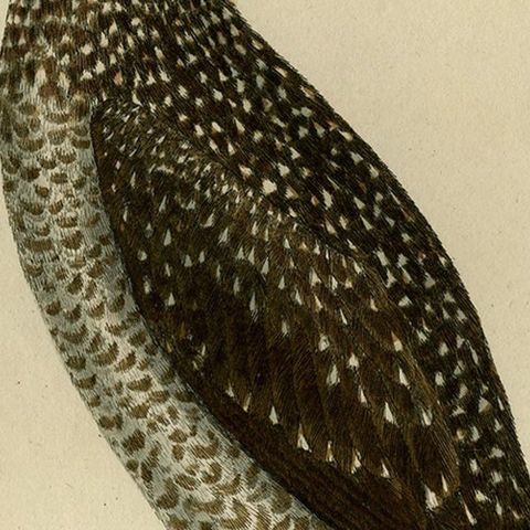 Original Hand-Colored Antique Bird Print of The Northern Gannet, ca.1770, close-up 4