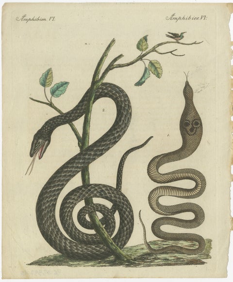 Antique Handcolored Engraving of Snakes and Amphibians, c.1800, view 2