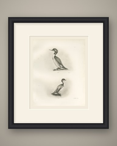 Female Goosander and Female Smew, Plate CXCV after Lilian Medland, c. 1909, shown framed
