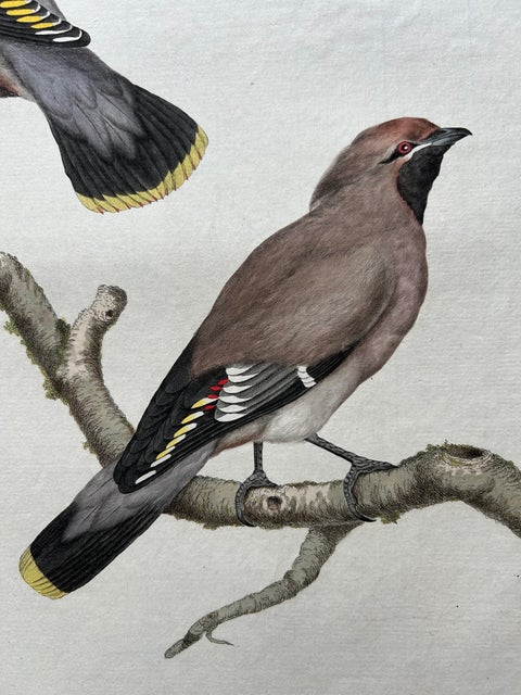 Bohemian Waxwing, Ampelis Garrulus from Nederlandsche Vogelen, 1797, view 3