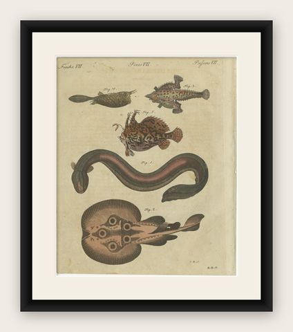 Original Antique Print of Electric Eel, Electric Ray and Exotic Fish, 1790, shown framed