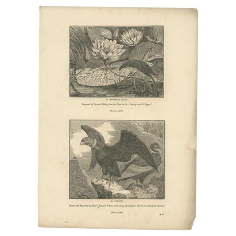 Antique Print of Egyptian Lotus and a Condor Bird, 1835, view 2
