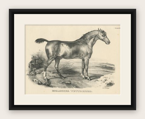 Original Antique Print of an English Race Horse, shown framed