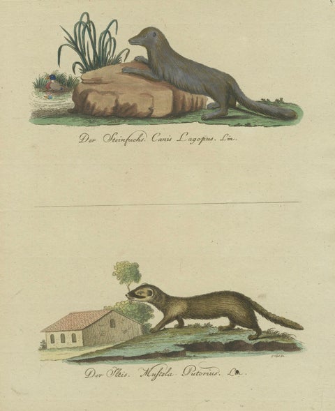 The European Pine Marten and The Polecat Meticulously illustrated, circa 1775, close-up 6