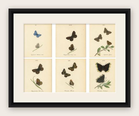 Cabinet-Size Butterfly Engravings with Jewel-Tone Species, Set of 6, 1835, shown framed