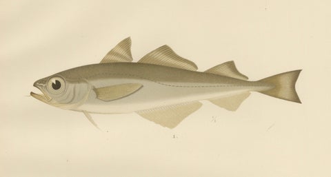 Esmark's Cod and Grenadier Fish - Rare and Striking Scandinavian Litho, 1895, close-up 4