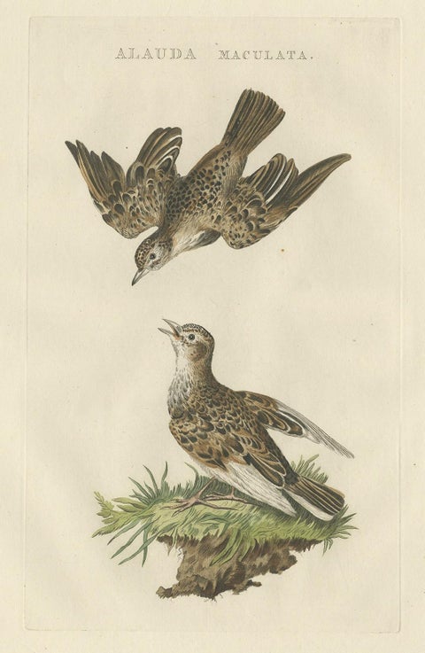 Eurasian Skylark, Antique Bird Engraving by Nozeman and Sepp, 1809, view 2