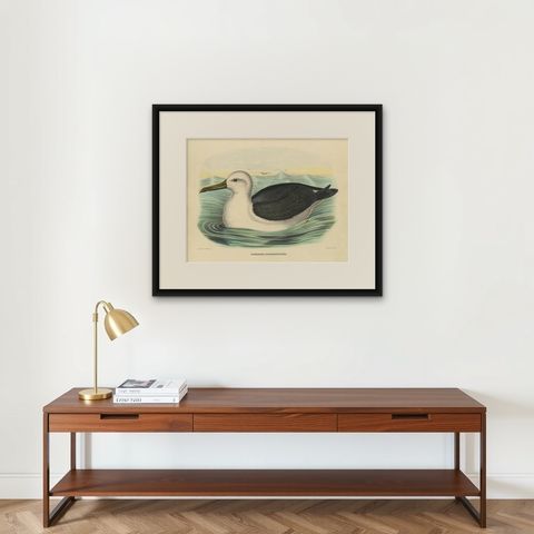 Antique Bird Print of a Yellow-Nosed Albatros Made After D.G. Elliot, 1869, shown framed on a wall
