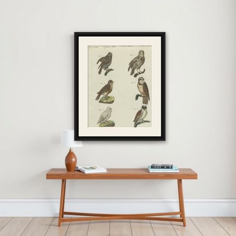 Antique Print of various Owls including the Little Owl, shown framed on a wall