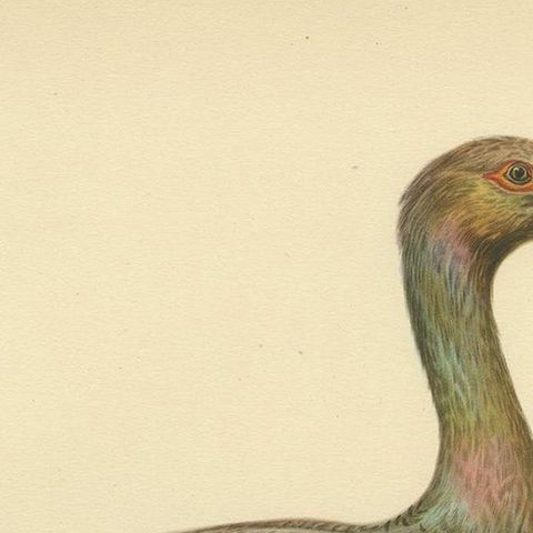 Antique Bird Print of the Black Stork by Von Wright '1929', close-up 1