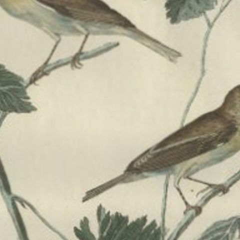Antique Bird Print of the Lesser Whitethroat by Sepp & Nozeman, 1789, close-up 1