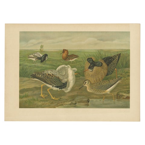 Ruffs and Reeves in Breeding Plumage, Ornithological Lithograph c.1895