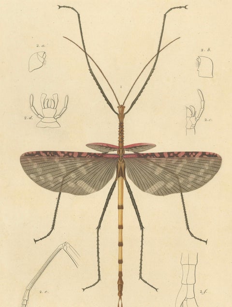 Antique Orthoptères Pair, Grasshoppers & Locusts, Elegant French Prints, 1800, close-up 2