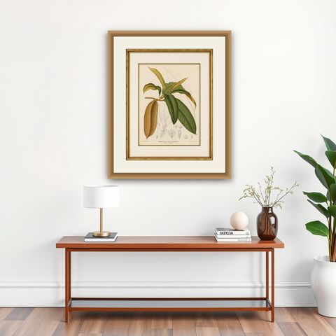 Antique Botanical Lithograph, Isonandra Gutta Percha Plant, de Vriese, 1856, shown framed on a wall
