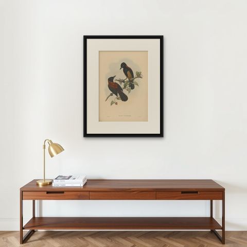 Antique Bird Print of the Aru-Island Wood-Shrike by J. Gould, circa 1875, shown framed on a wall
