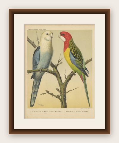 Antique Bird Print of Pale-Headed Rosella and Rosella Parrakeet, circa 1880, shown framed
