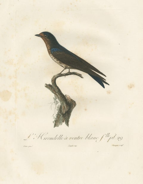 The White-Bellied Caribbean Martin, An 1807 Ornithological Illustration, view 2