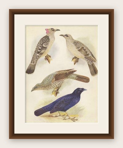 Antique Print of the Great Bower Bird and the Satin Bower Bird '1950', shown framed