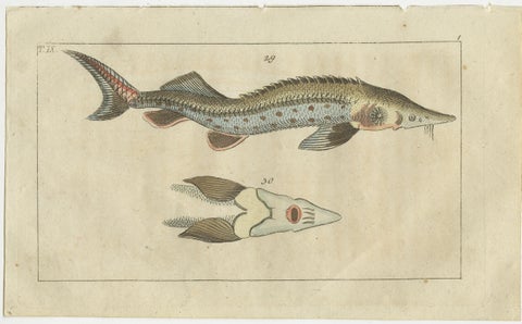 Set of 4 Antique Fish Prints - Remora - Dragonet - Star Gazer, view 5