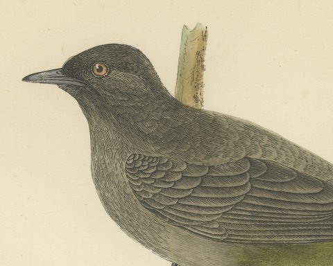 Gold Vented Thrush on a Branch, Antique Hand Colored Bird Print, 1896, close-up 1