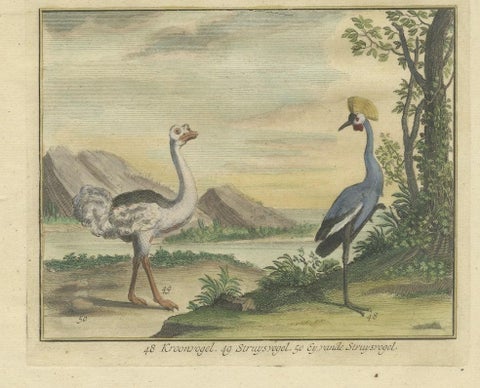 Old Engraving of a Black Grouse, Flamingo, Ostrich and Common or Crested Crane, close-up 1