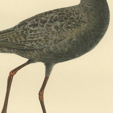 Antique Bird Print of the Spotted Redshank 'Summer' by Von Wright, 1929, close-up 2