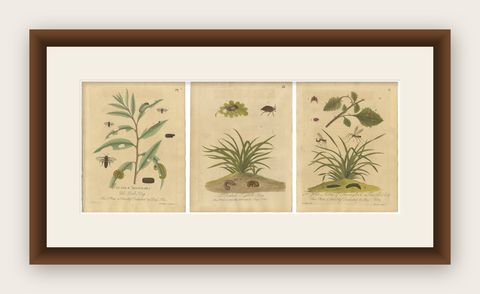Decorative Set of Three Early Insect Engravings with Plants, Eleazar Albin 1720, shown framed