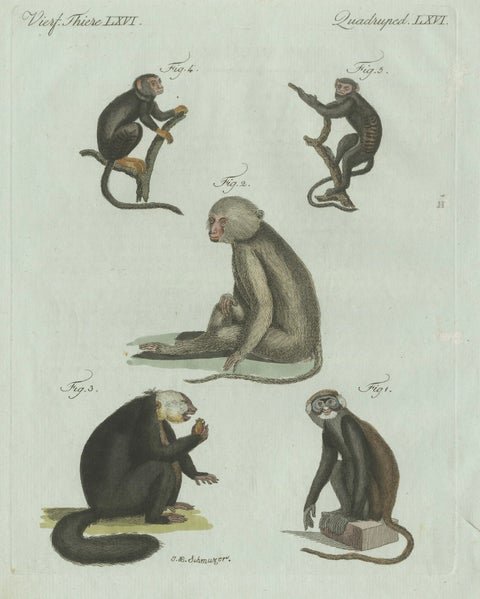 Original Antique Print of Five Monkeys and Tamarins by Bertuch, 1802, close-up 1