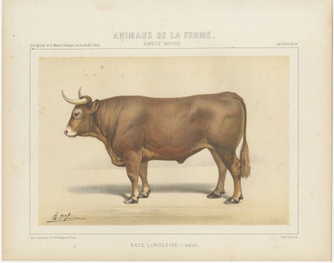 Limousin Ox, French Cattle Breed, Antique Chromolithograph by Borie, 1863, view 2