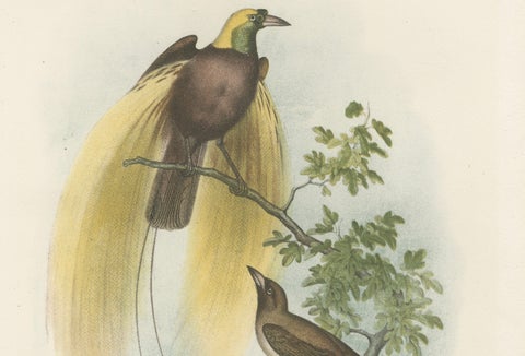 Greater Bird of Paradise Male & Female Hand-Colored Lithograph, c.1875, close-up 2
