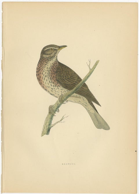 Set of 5 Antique Bird Prints Crow, Redwing, Thrush, Fieldfare 'circa 1860', view 2