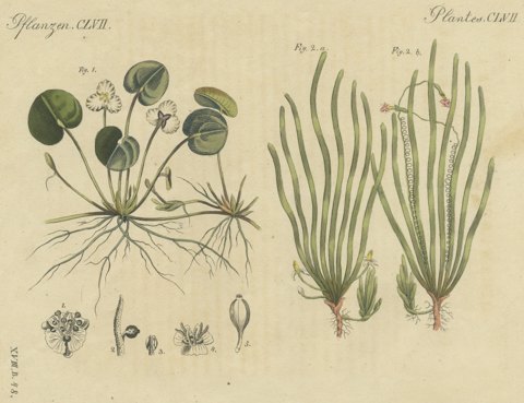 Frogbit and Spiral Tape Grass Water Plants, Antique Bertuch Print, circa 1818