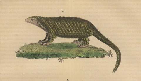 Antique Animal Engraving with Sloth, Armadillos and Pangolin, ca.1825, close-up 5