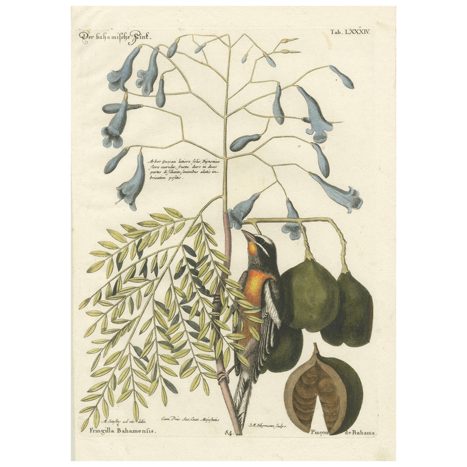 Bahama Finch Engraving by J.M. Seligmann, Hand-Colored Bird Print, 18th century