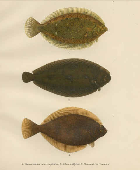 Flounder, Common Sole and Dab - Stunning Scandinavian Flatfish Lithograph, 1895, close-up 5