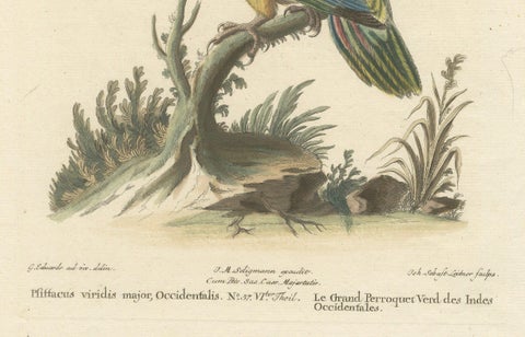 The Large Green Parrot of The West Indies Hand-Colored and Engraved, 1749, close-up 1
