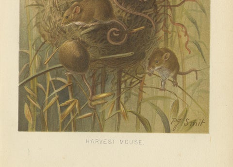 Harvest Mouse, Antique Natural History Chromolithograph, 1894, close-up 3