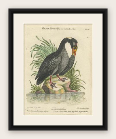 Engraving of the Large Black Duck from Hudson's Bay by Johann Seligmann, ca.1770, shown framed