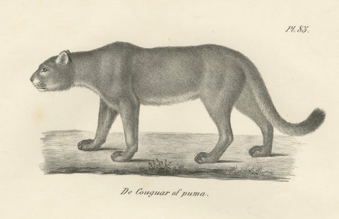 19th-Century Lithograph of the Puma and Cheetah in Graceful Stances, close-up 6