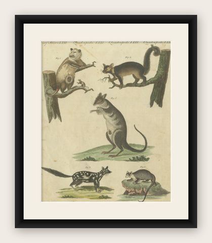 Hand-Colored 18th-Century Engraving of Exotic Quadrupeds from Natural History, shown framed