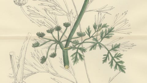 Antique British Botanical Print of River Water-Dropwort, Hand-Colored, c.1902, close-up 4