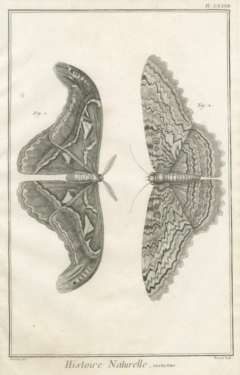 Set of Three Antique Engravings, Butterflies and Moths, 18th Century c.1770, close-up 1