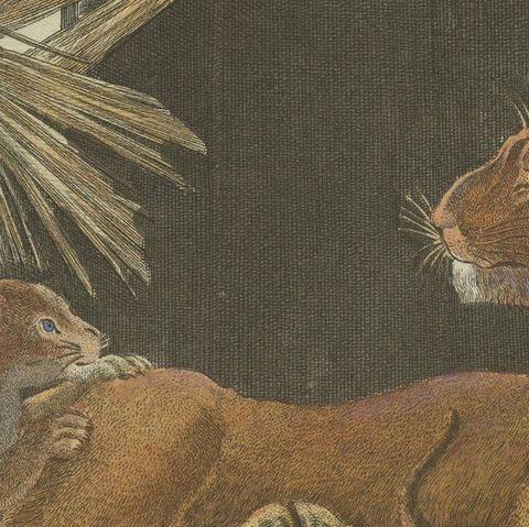 Hand Colored Engraving of a Lion and Lion Cubs, close-up 2