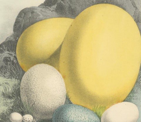 Global Bird Eggs: An 1857 Study of Avian Diversity - Hand-Coloured Lithograph, close-up 1