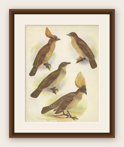 Antique Print of the Orange-Crested Gardener Bird & the Crested Gardener '1950', shown framed