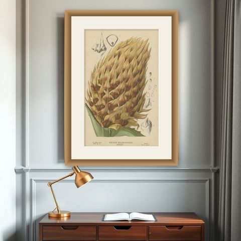Antique Botany Print of Ananas Macrodontes '1878', shown framed on a wall