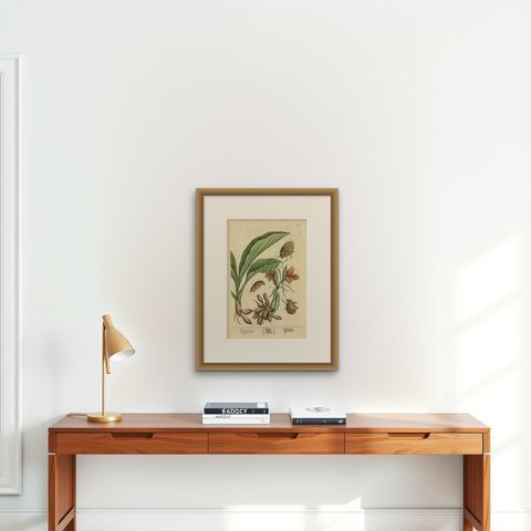 Botanical Illustration of White Turmeric (Curcuma zedoaria) by Blackwell, 1696, shown framed on a wall