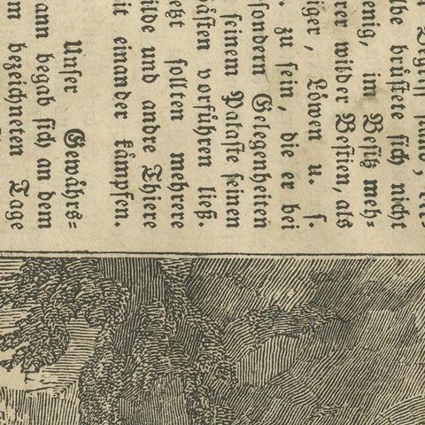 Original Antique German Print of Fight Between Buffalo and Lion, close-up 1