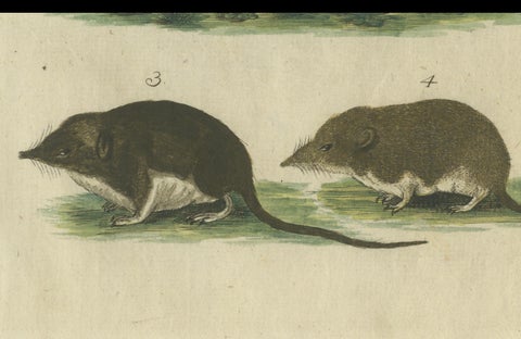 Hand Colored Antique Print of a Hedgehog, Guinea Pig and Two Mice, close-up 3
