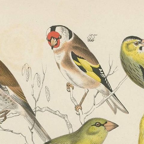 Antique Bird Print of the Goldfinch, Common Blackbird and Bullfinch (1886), close-up 1